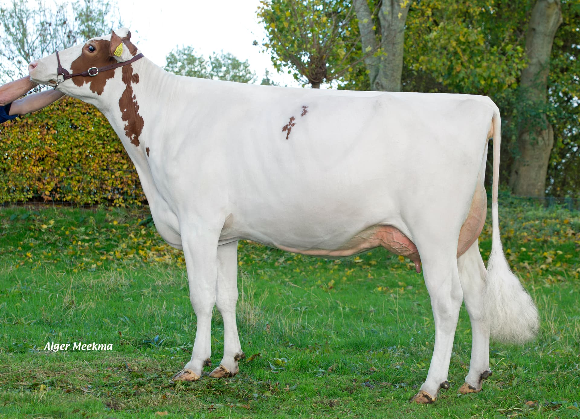 Hoogerhorst DG OH Rubels-red x Baarlinger Brandelyn Red VG-87-NL